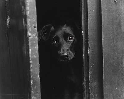 Poor → Door, More.
Lay → Day, Say.
Well → Tell, Shell.
Bad → Dad, Lad.
Sad → Glad, Mad.
Vet → Get, Jet.
Pets → Nets, Sets.
Pills → Hills, Thrills.
Better → Letter, Setter.